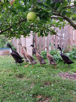 Indický běžec - 3