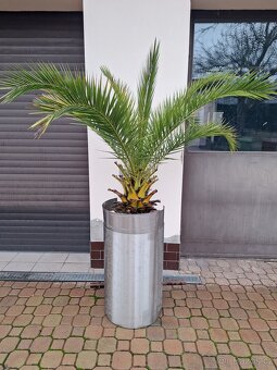 Palmy - vzrostlé - 3