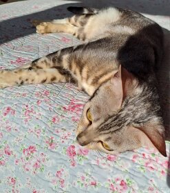Bengálská stříbrná kočka s PP na mazlíčka - 3