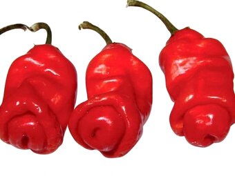 Sazenice rajčata, okurky nakládačky, papriky chilli a sladké - 3