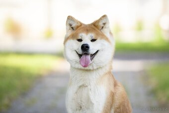 Štěňátka Akita inu s PP - 3
