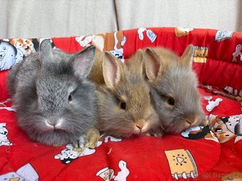 ♥️zakrslý králíčci 1x samička 2x sameček - 3