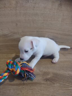 Štěňátka Jack Russell - 3