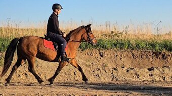 Huculská klisna, hucul, rekreace, vyjížďky, hipoterapie. - 3