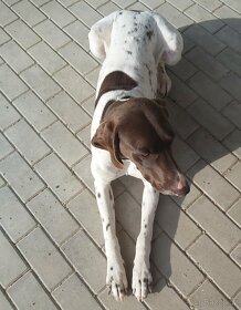 Nabídka krytí - německý ohař krátkosrstý - 3