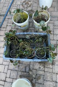 Leknin vodní rostlina kvetoucí posledních 10ks - 3