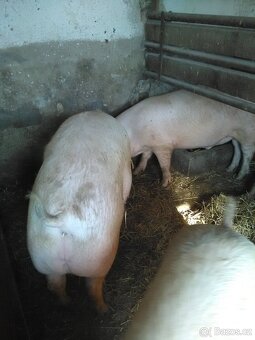 Vykrmene prase,domácí chov. - 3