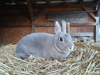 Zakrslý rex divoce modrý samička s PP - 3