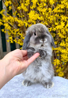 Zakrslý králíček MINILOP 💙 - 3