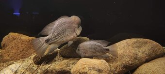 Vieja breidohri - 3