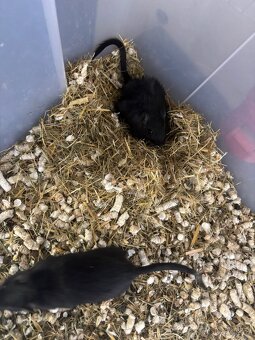 Pískomil mongolský - mláďata k odběru - 3