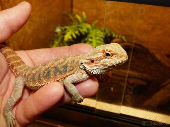 Agama vousatá (Pogona vitticeps) - 3