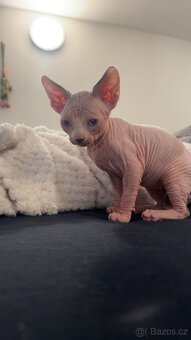 Koťe Sphynx - 3