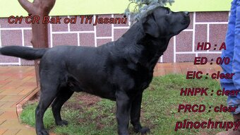 Labradorský retrívr - 3