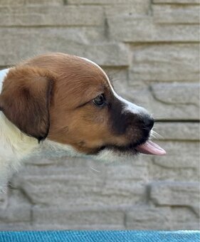 JACK RUSSELL TERIER - stenata s PP - 3