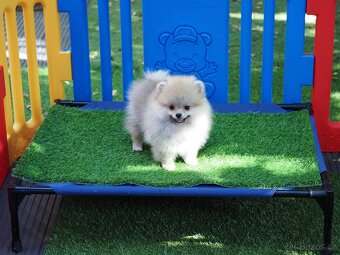 Pomeranian štěňátka s PP - 3