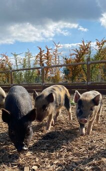 Gottingentská miniprasátka - 3