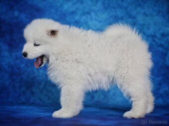 Samojed - štěňátka s PP - 3