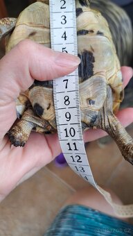 Zelva zlutohneda - 3