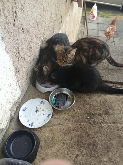 😺 Venkovní koťátka zdarma – skvělí lovci myší 🐭 - 3
