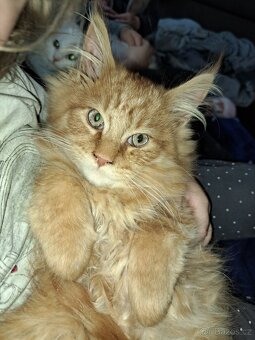 Mainská mývalí koťátka bez PP - 3