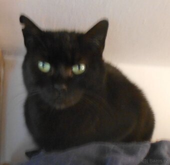 Klidná, hodná, černá 2-3letá Lízinka hledá domov. - 3