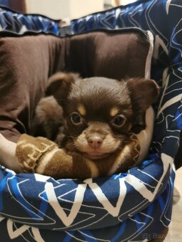 Čivava dlouhosrsta - 3