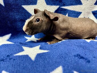 Skinny morče, samečci s PP - 3