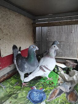 Holuby štandard - 3