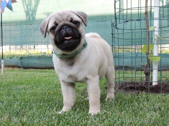 MOPS s PP.FCI - 3