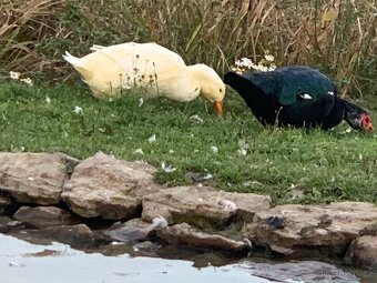 Kachna pekingská americká - 3