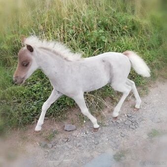 Krásný hřebec minihorse - 3