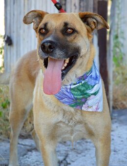 Verena hledá domov - 3