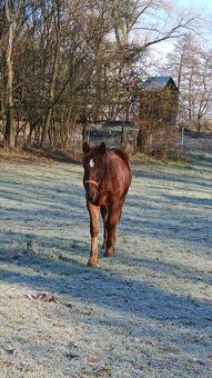 Prodám letošního hřebečka SN - 3