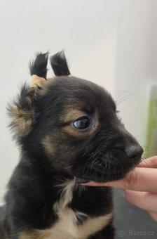 Mexický naháč - 3