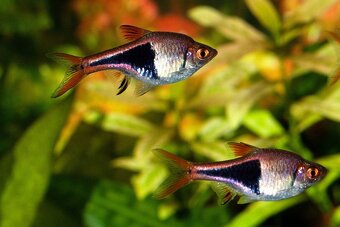 Razbora klínoskvrnná-Trigonostigma heteromorpha - 3