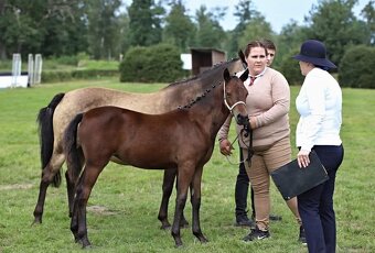 Klisna WPBR,pony - 3