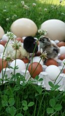 vejce PŠTROS  AFRICKÝ, vyfuky pstrosich vajec - 3