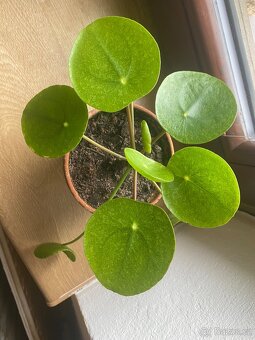 Pilea Mojito - 3
