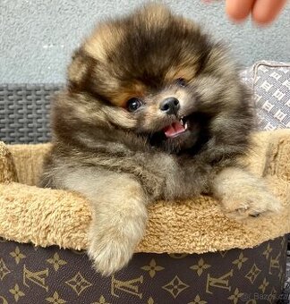 Pomeranian PP/FCI- pom- pomík-štěně - 3