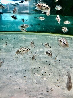 Uaru,Rico,Myleus,Flowerhorn,Datnoides - 3
