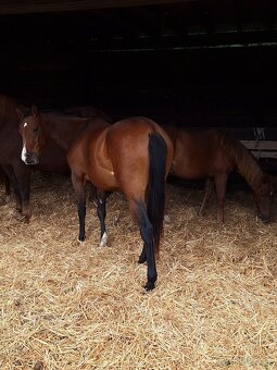 Quarter Horse 2,5 ročná kobylka - 3