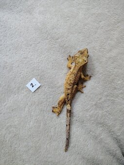 Pagekon řasnatý - 3