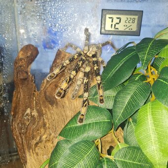 Poecilotheria subfasca lowland a Poecilotherai vittata - 3