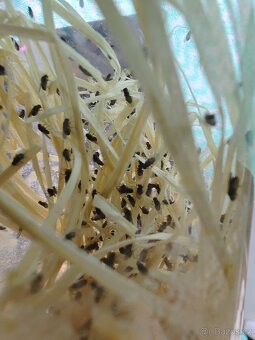 🦟 Malé a velké octomilky - 3