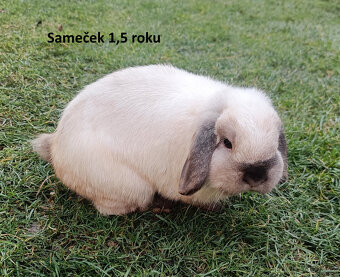 Zakrslí králíčci - králíček beránek - 3