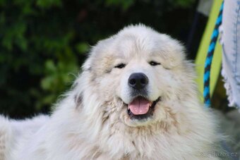 Pyrenejský horský pes - 3