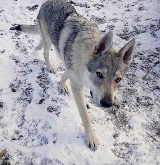 československý vlčák - 3