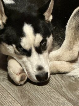Prodám štěně huskyho - 3