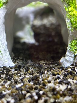 Akvarijní krevety - 3